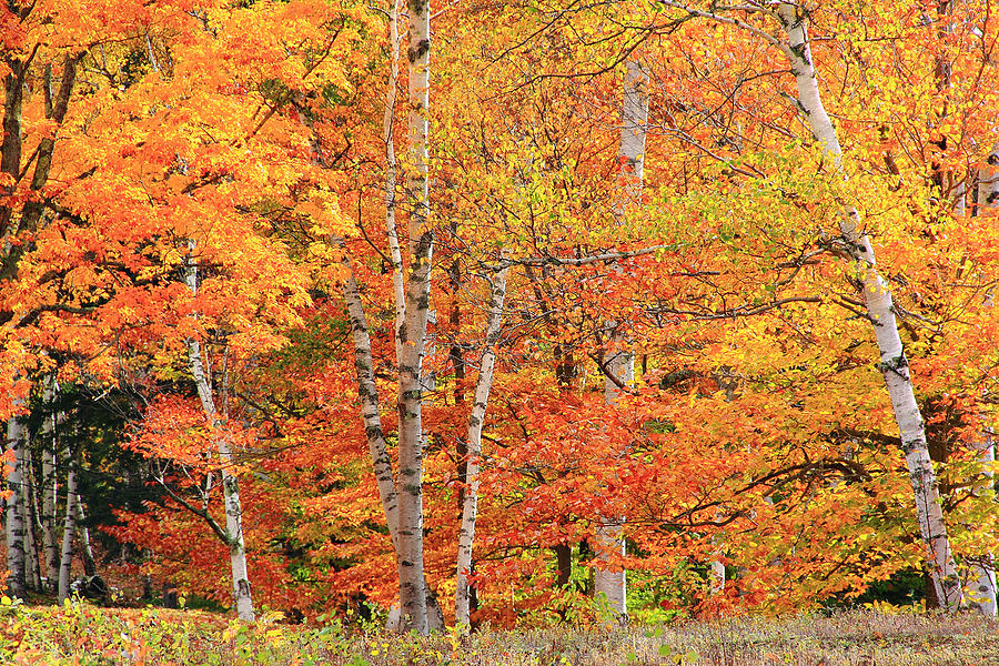  - golden-birch-trees-brian-pflanz