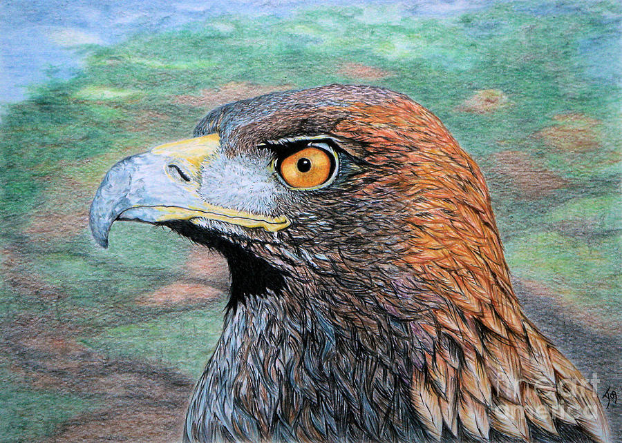 eagle drawing full body