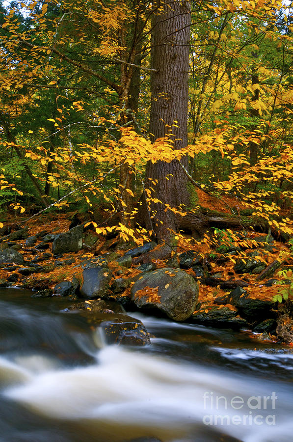  - golden-leaves-mark-silk