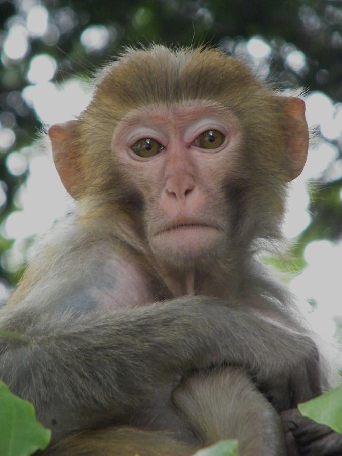 <b>Golden Monkey</b> Of Zhangjiajie Photograph - golden-monkey-of-zhangjiajie-nancy-aki