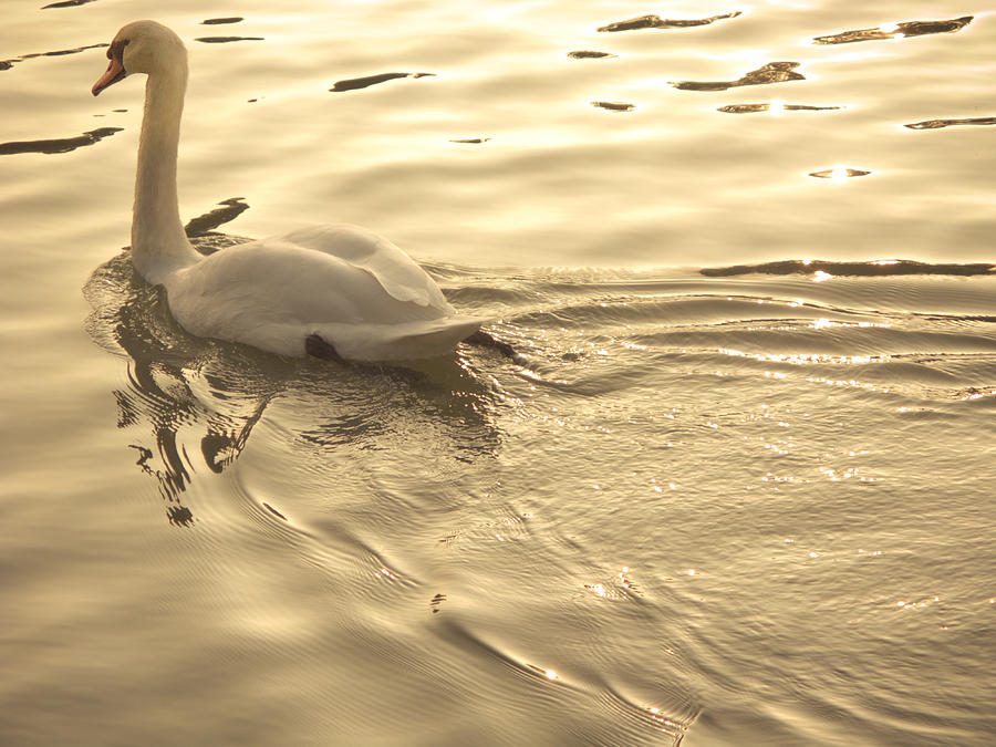  - golden-pond-swan-moises-sanchez