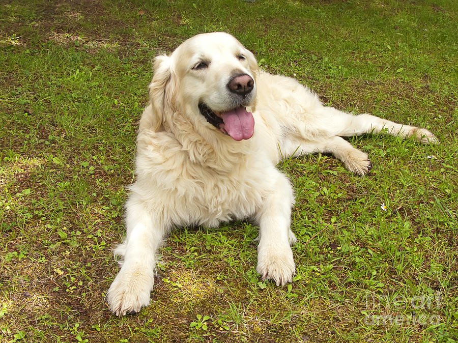 dog happy face