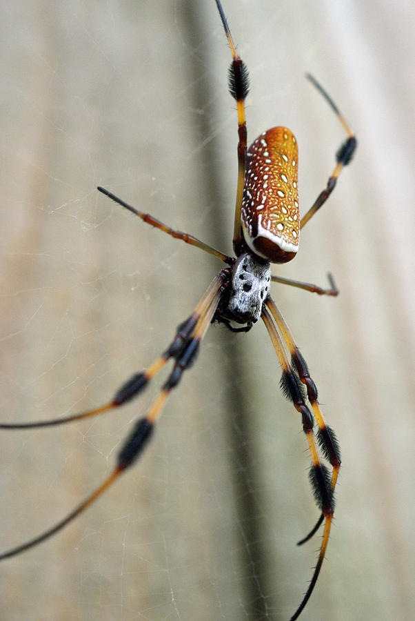 Golden Silk Banana Spider Photograph By Jamie Hein