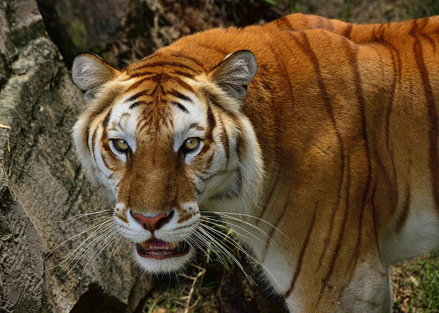 blue tabby tiger