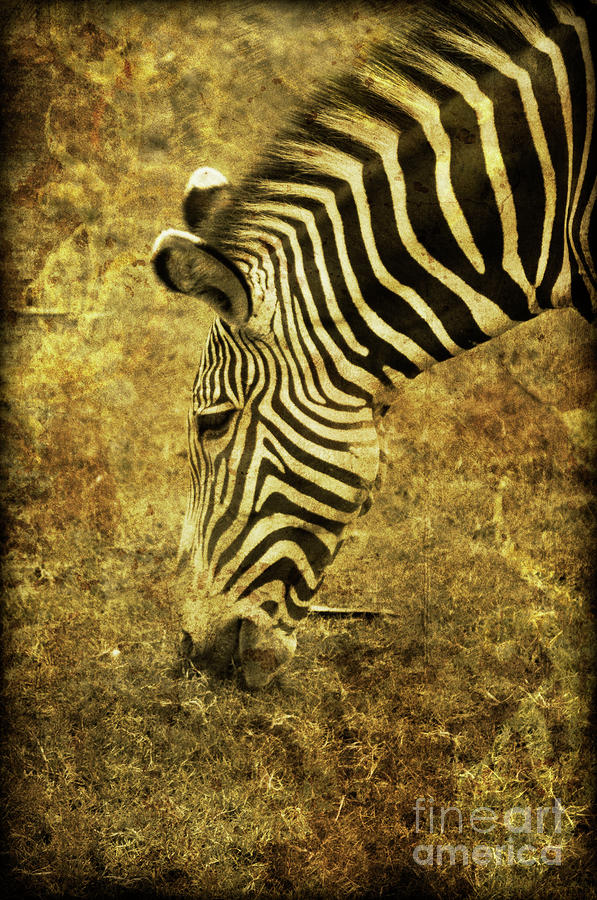Golden Zebra