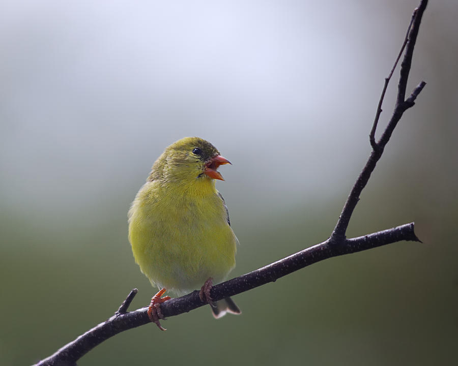goldfinch song
