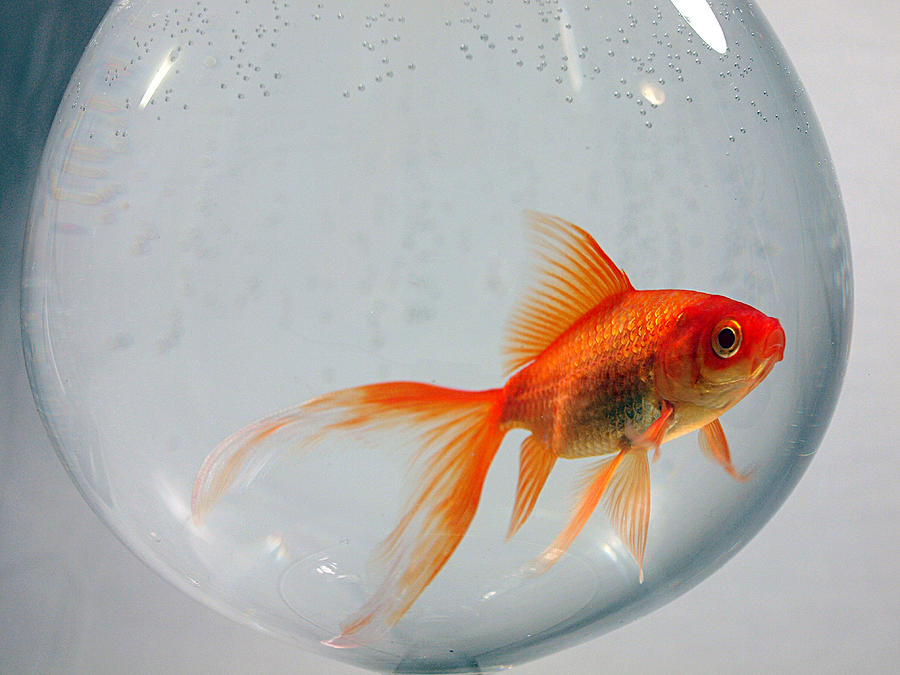 [Immagine: goldfish-bowl-fiona-allan.jpg]