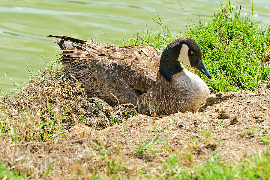 goose nesting