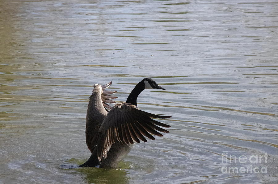 Goose Wings