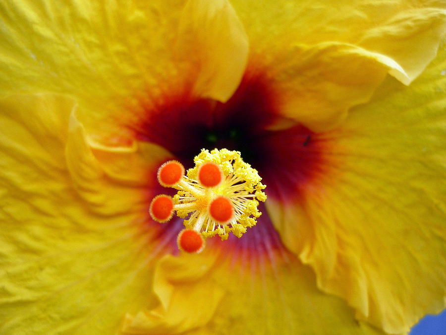 Yellow Hibiscus Flower