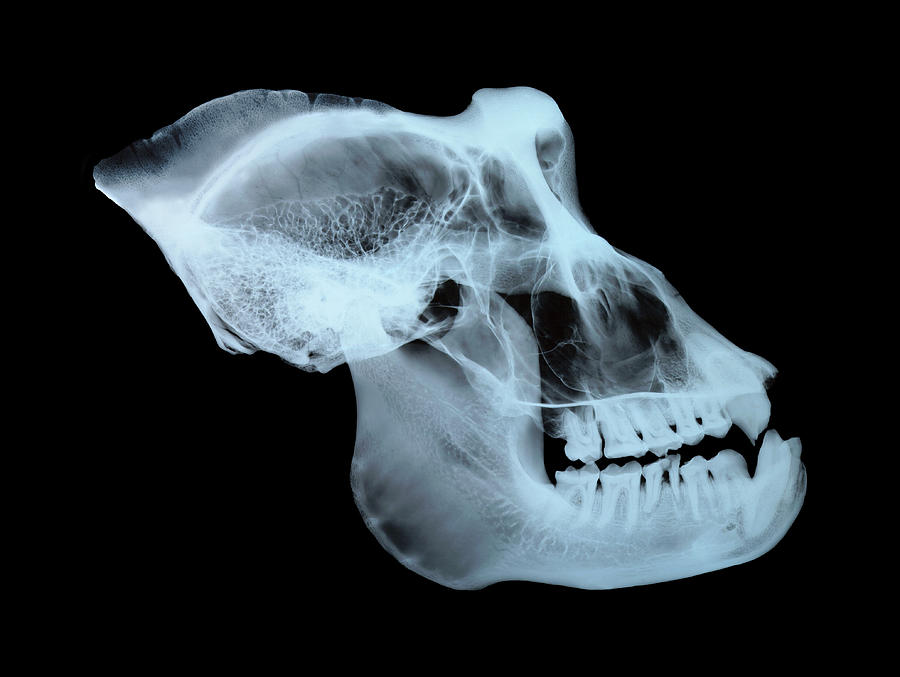 gorilla skull vrs african skull