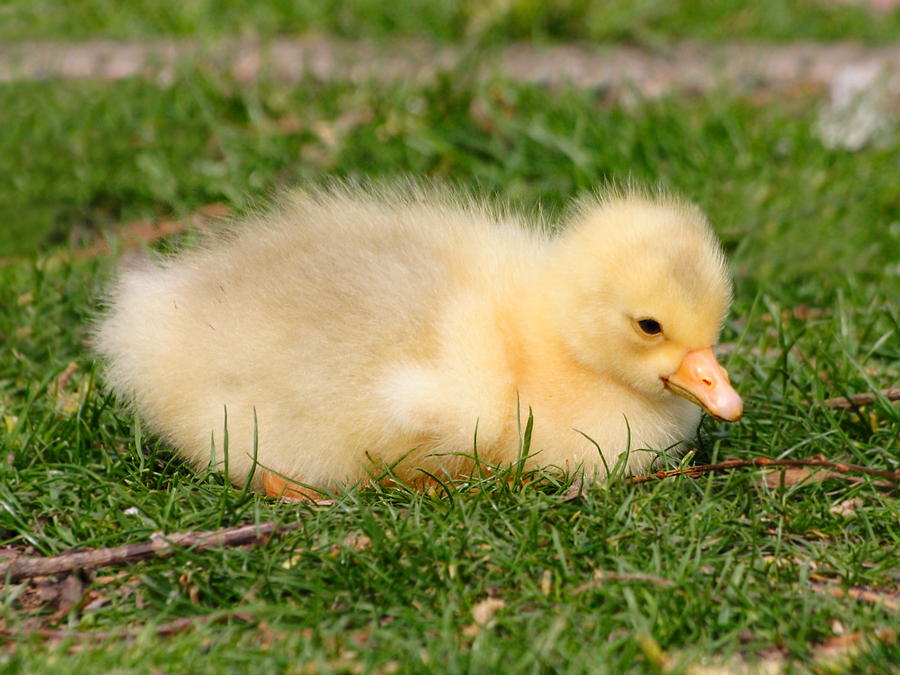 gosling-or-baby-white-goose-lynne-dymond.jpg