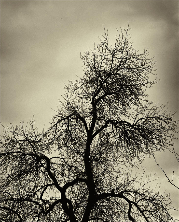 Gothic Tree