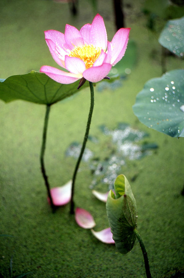  - graceful-lotus-lian-wang