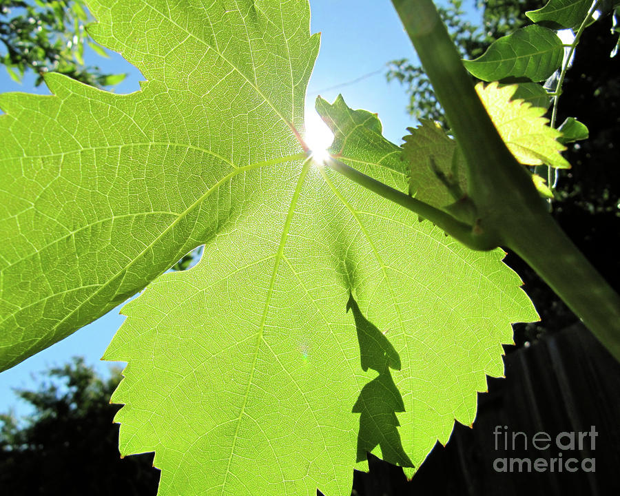 Grape Leaf