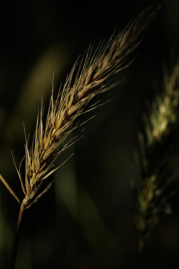 Grass Floret