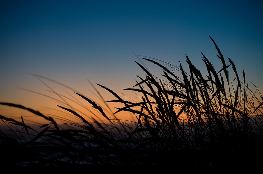  - grass-silhouette-veronica-busch