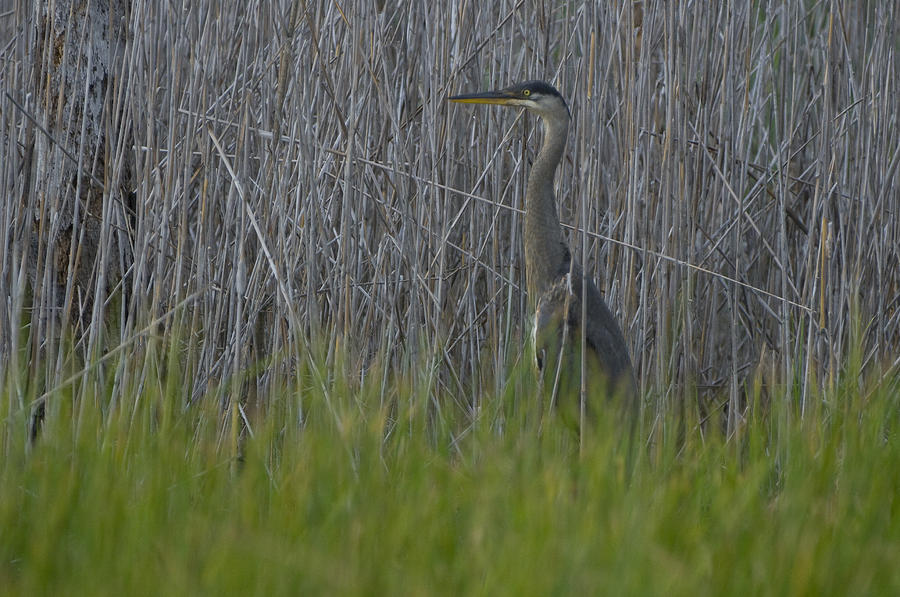 Marsh Reeds