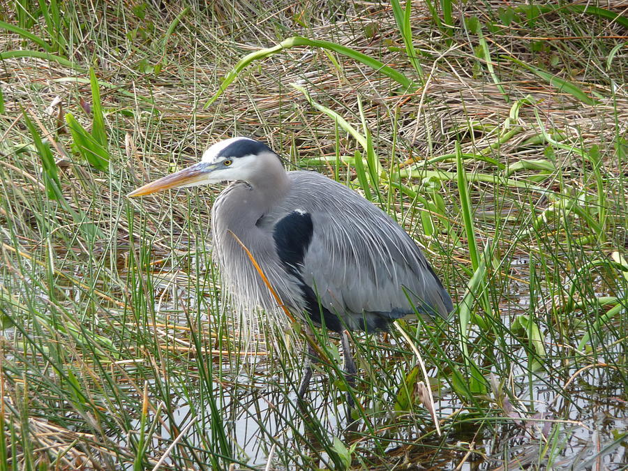  - great-blue-heron-cheryl-allin