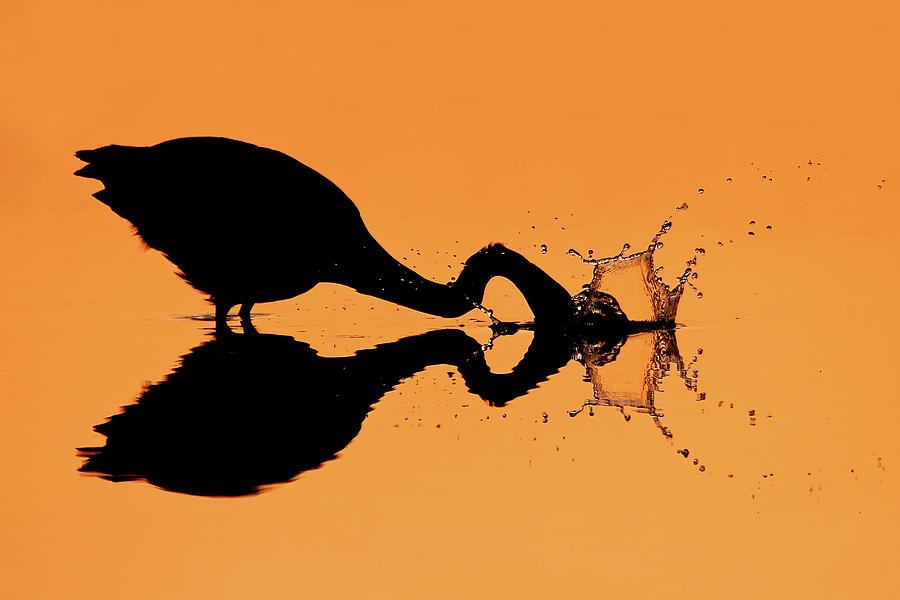  - great-blue-heron-silhouetted-reflection-daniel-cadieux