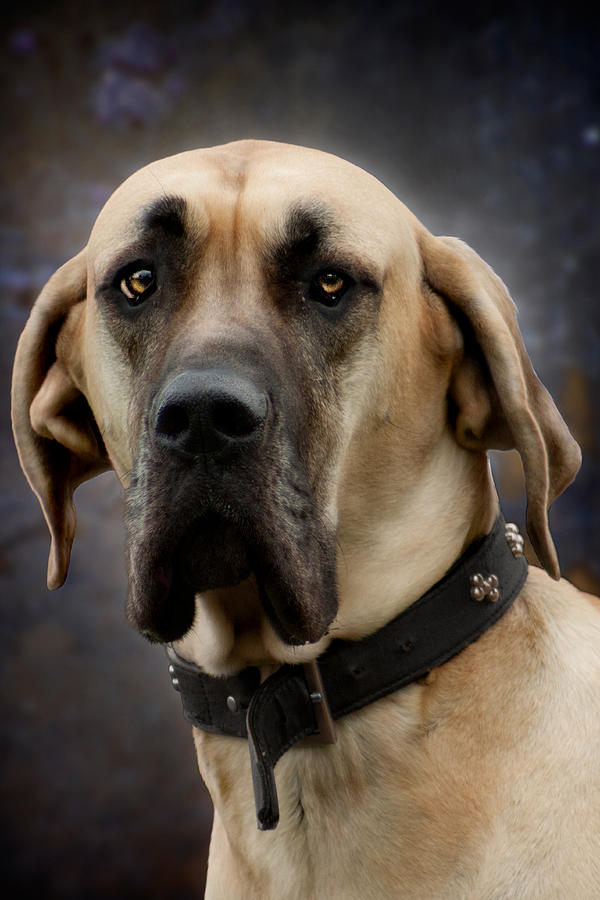 Great Dane Dog Portrait Photograph by Ethiriel Photography