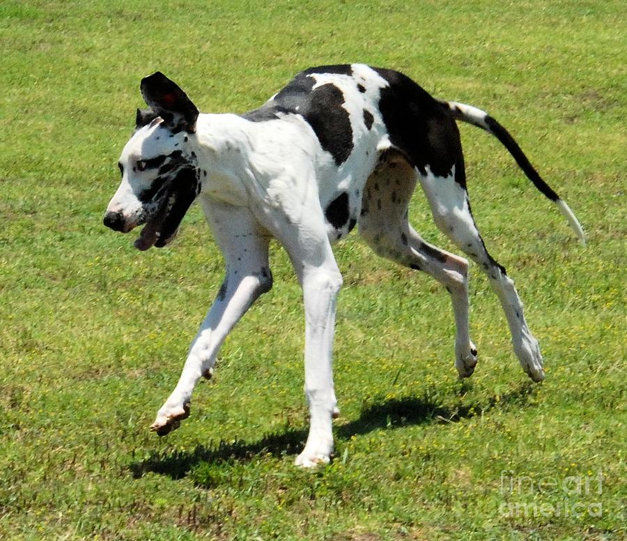 Great Dane Pictures