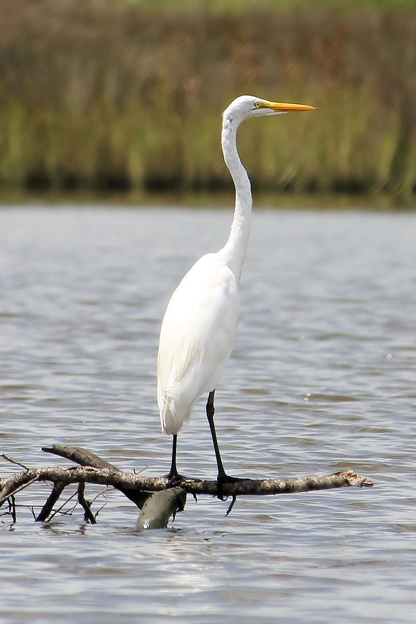  - great-egret-laura-oakman