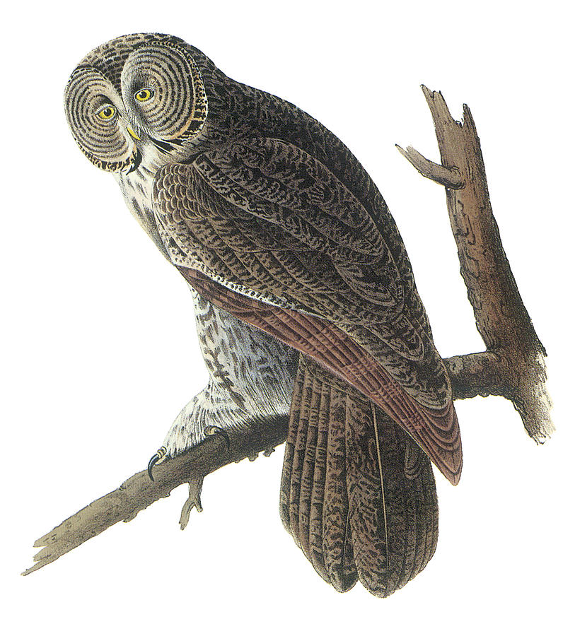 Image result for John Audubon Day