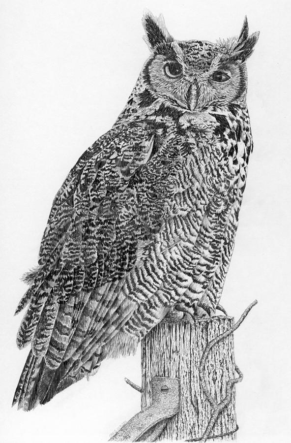 Great Horned Owl by Craig Carlson