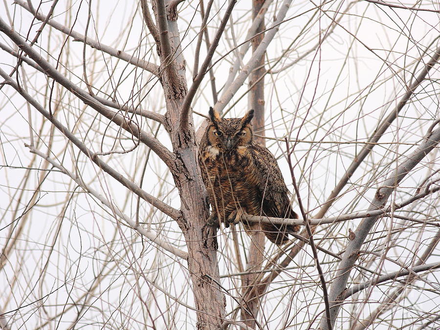 Owl On Tree