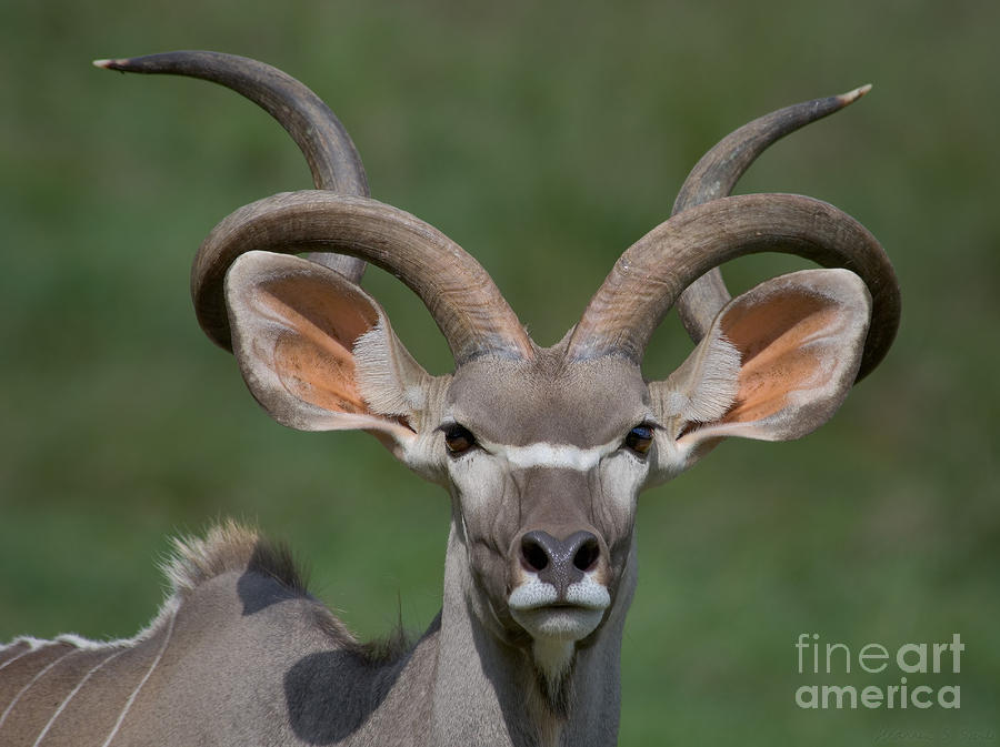 Kudu Male