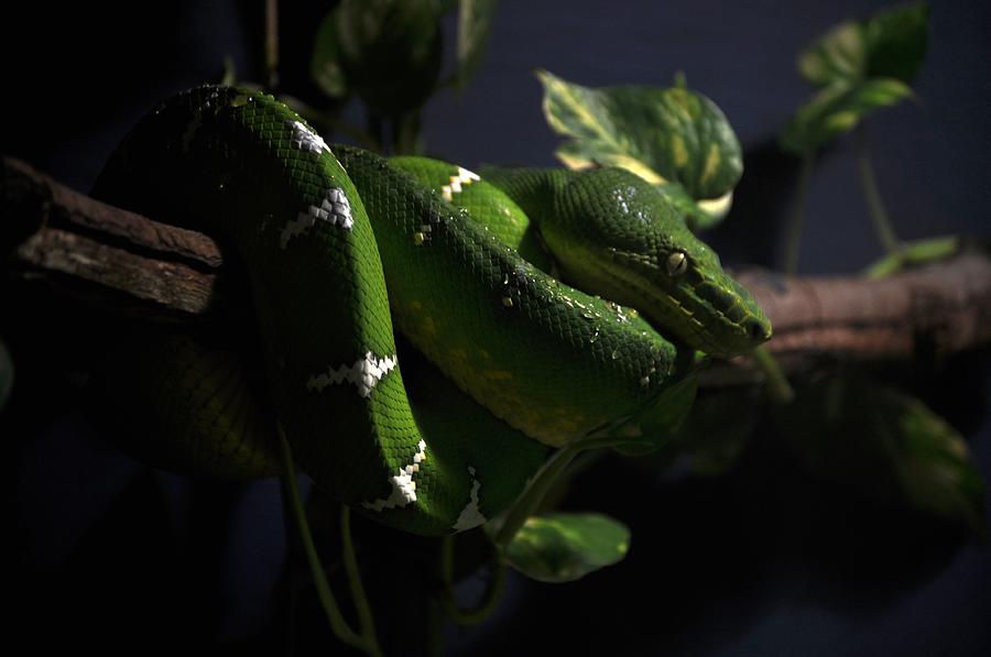  - green-and-white-snake-nancy-russo