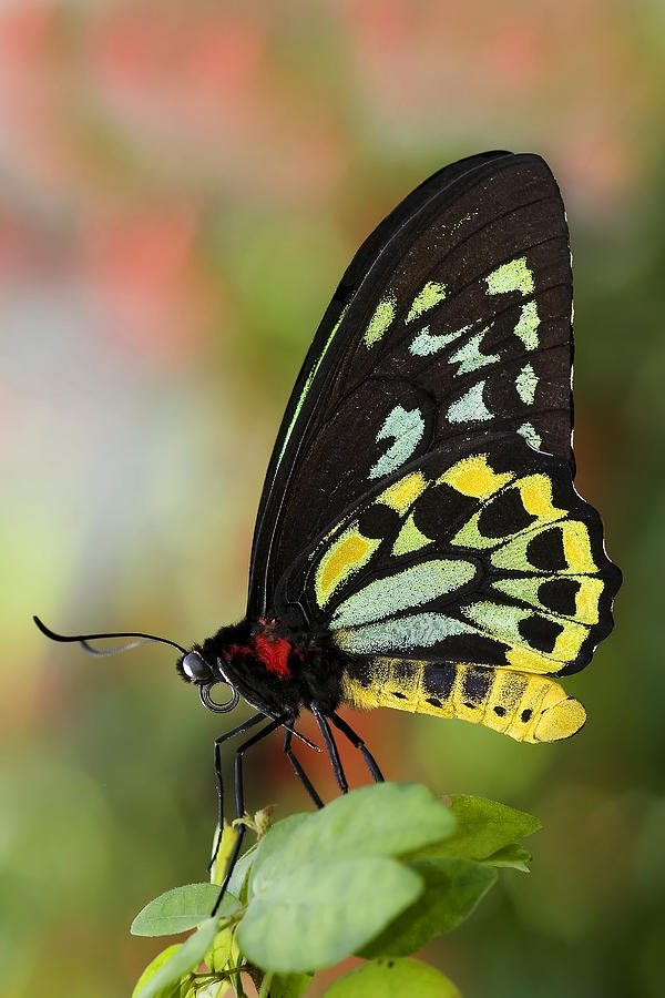 Green Birdwing Butterfly Photograph By Jeff Grabert