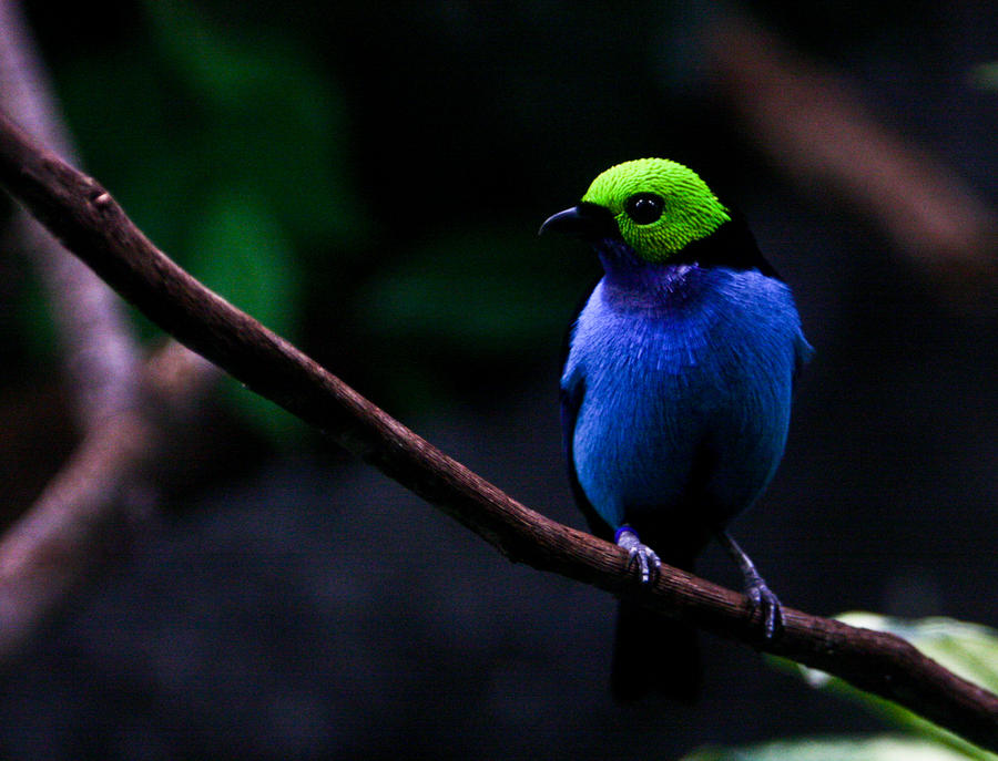 Bird Profile