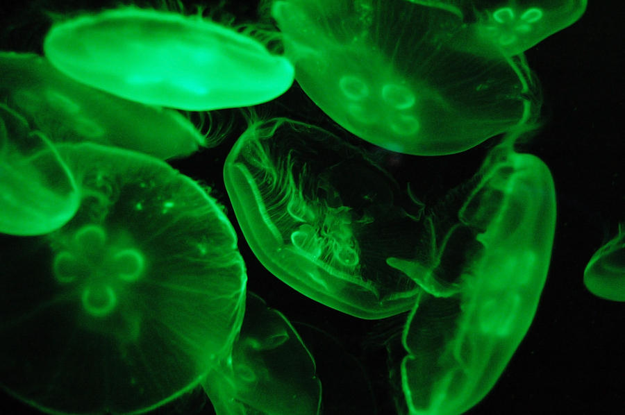 green moon jellyfish green moon jellyfish