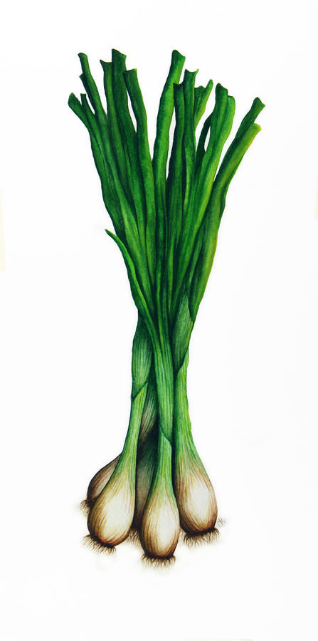 green onion clipart - photo #18