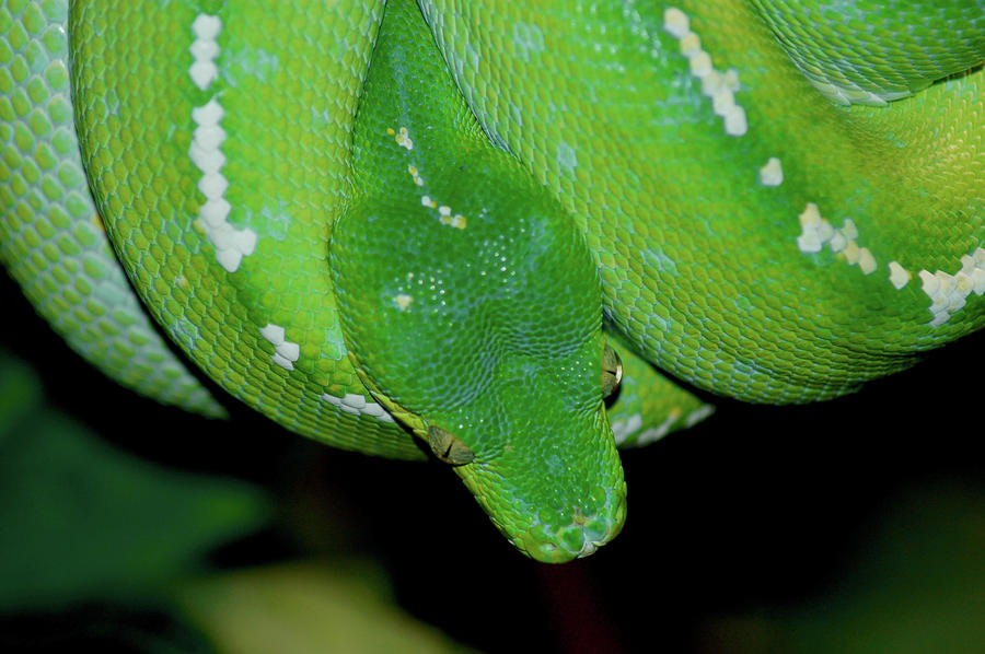  - green-tree-boa-lisa-hollingsworth