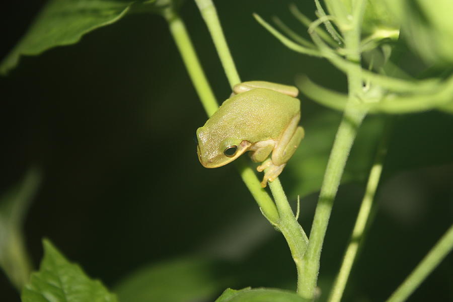  - green-tree-frog-on-hibiscus-paula-coley
