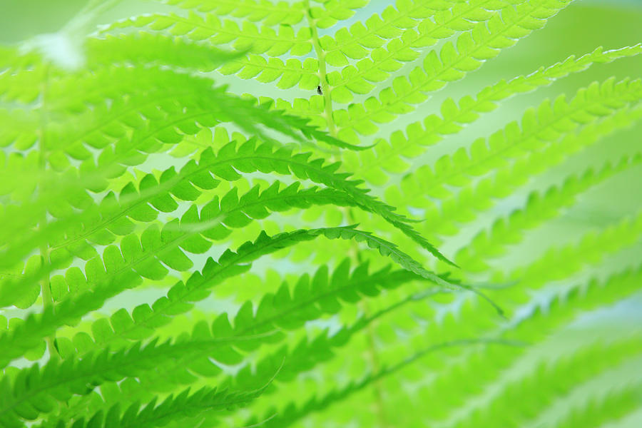 pic of fern