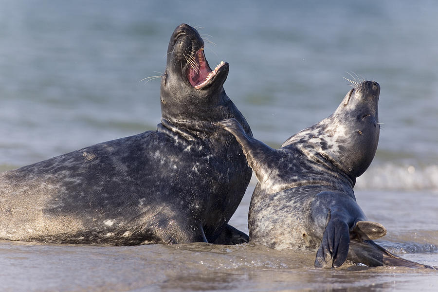 Grey Seals Play Fighting Germany Photograph By Ingo Arndt