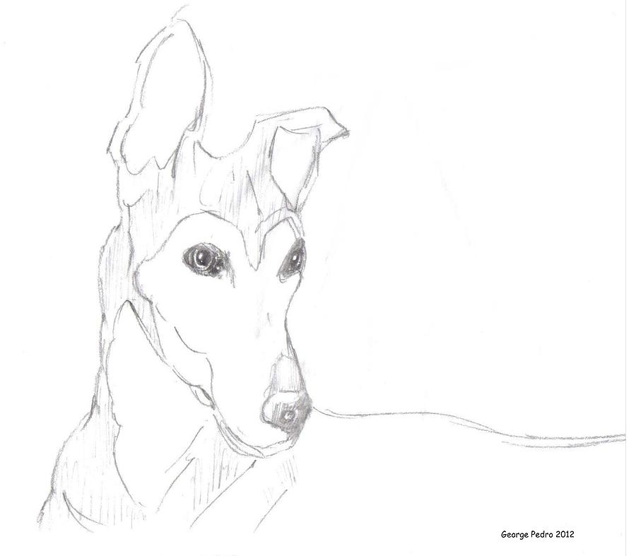 Greyhound Drawing