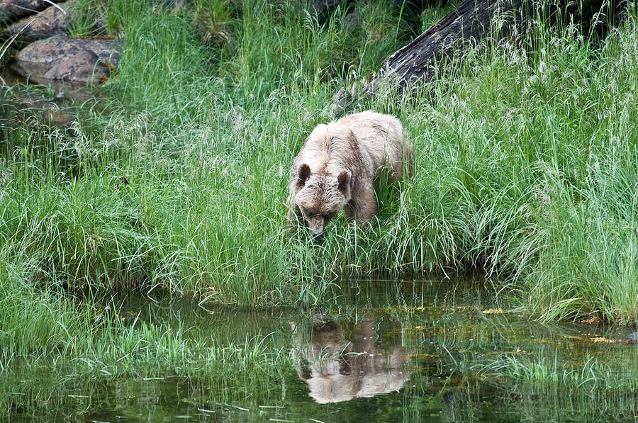  - grizzly-bear-and-reflection-on-prince-rupert-island-canada-2209-michael-bessler