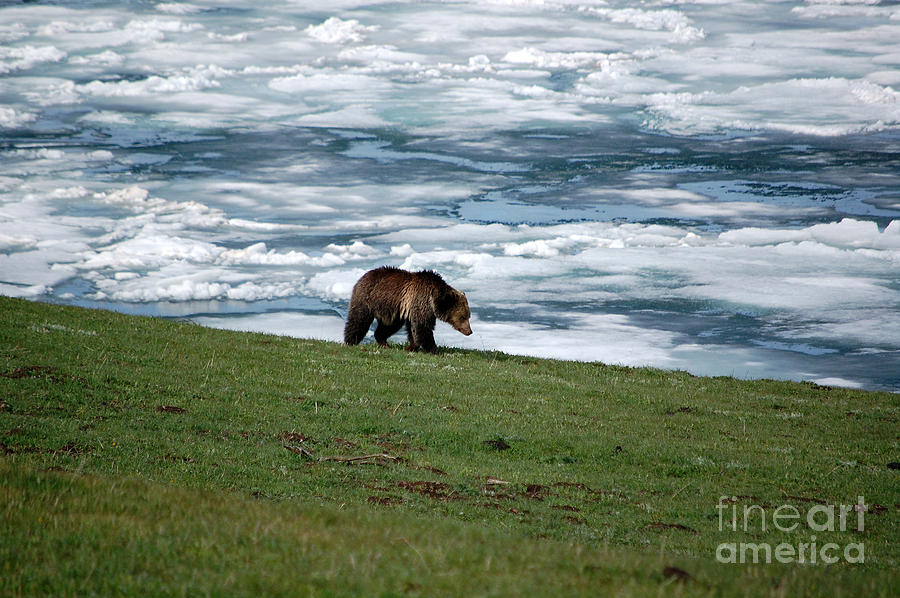 Grizzly Shawn