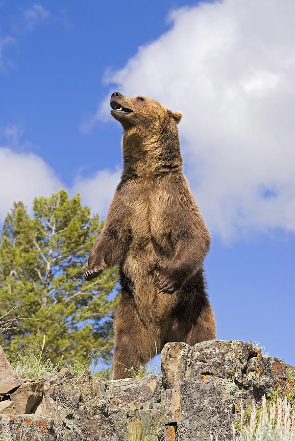 Bear Standing