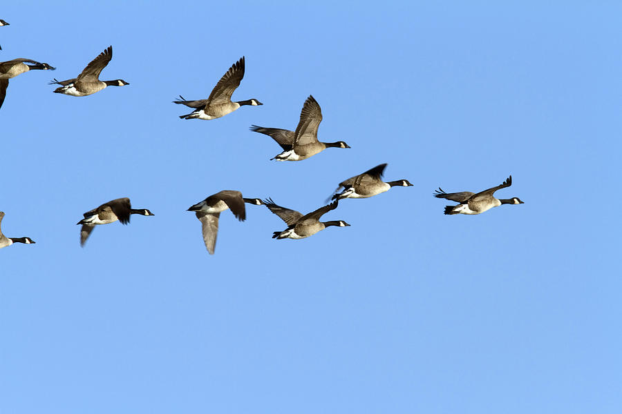 Group Of Geese In The Air 119