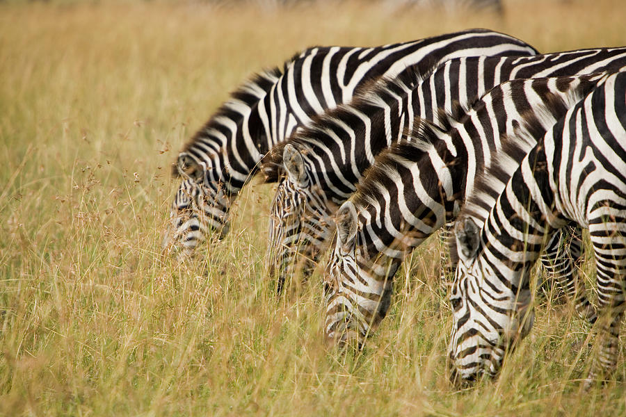  - group-of-zebras-feeding-on-grass-grant-faint