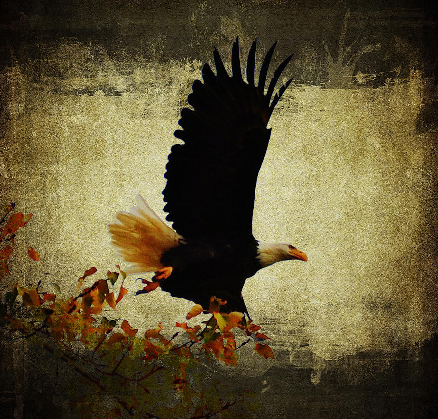 grunge eagle