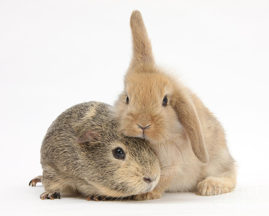 Guinea Pig And Rabbit by Mark Taylor