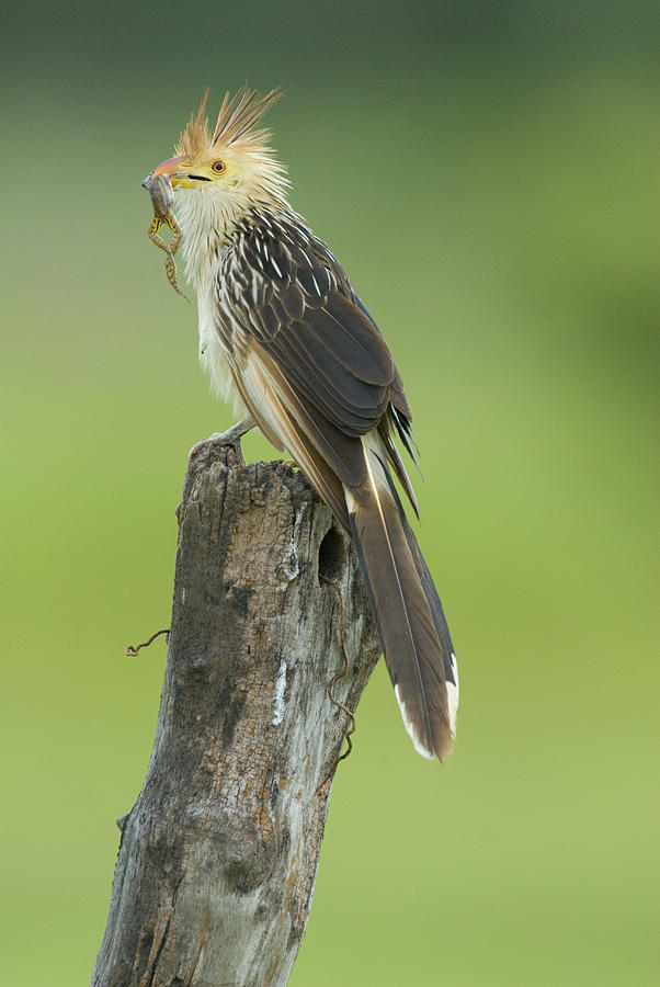 cuckoo beak