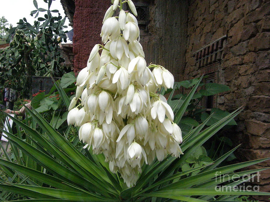 Trees With White Hanging Flowers At Caleb Rios Blog